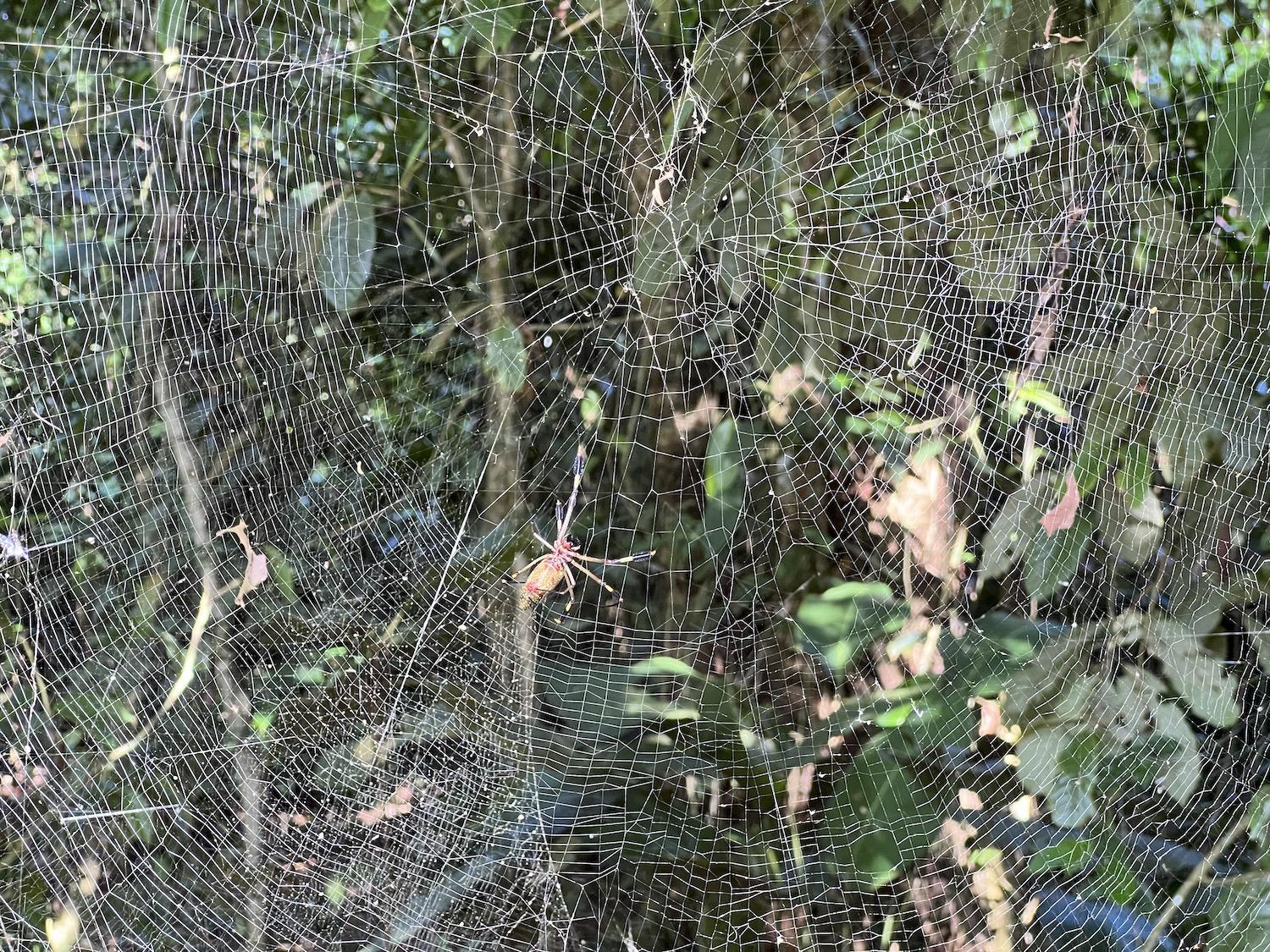 They're hard to photograph by the webs of golden silk orb-weavers are elaborate.