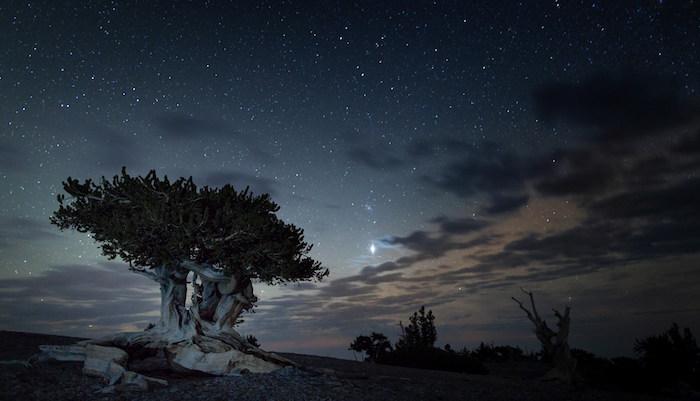 Great Basin night skies with bristlecone pine/NPS