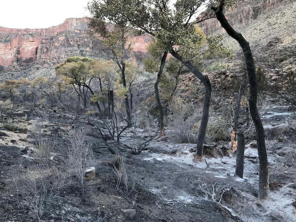 Fire damage from Cottonwood Creek Fire in 2019/NPS, Jacob Tung