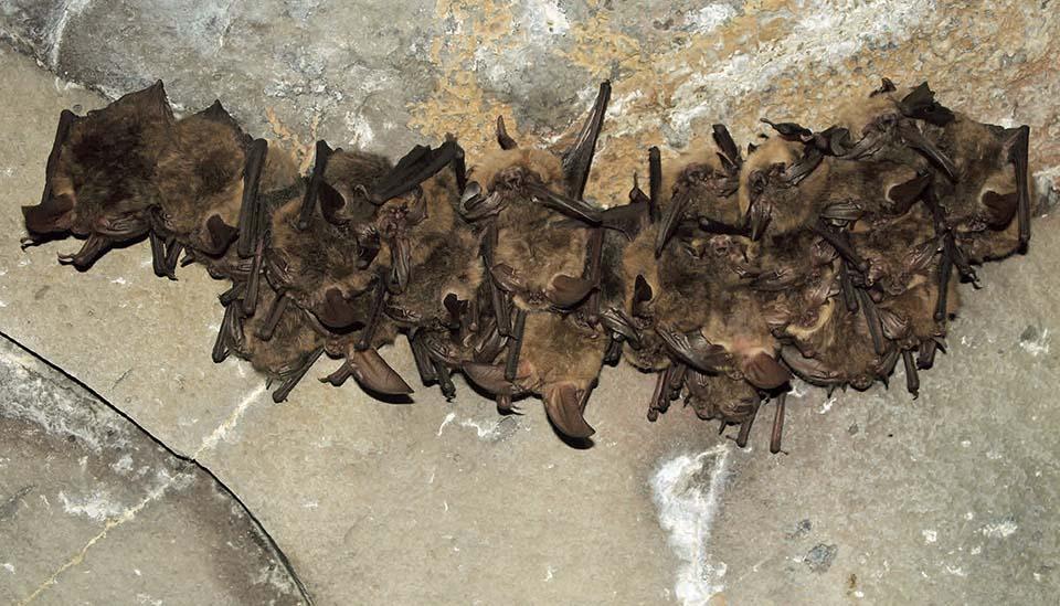 A bat captured in Grand Canyon National Park has tested positive for rabies/NPS file, Shawn Thomas