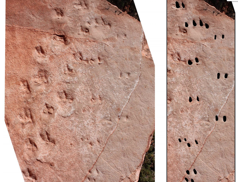Side-by-side view of trackways found along the Bright Angel Trail. The right-side image has the tracks blackened for emphasis/Stephen Rowland