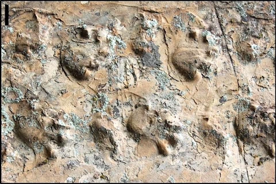 Closeup view of ichniotherium trackway/New Mexico Museum of National History
