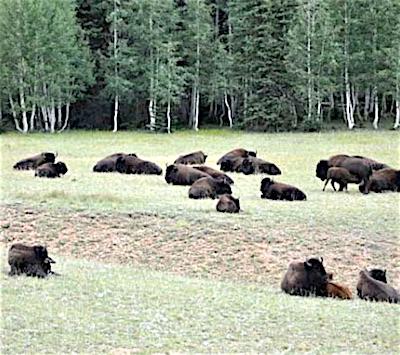 Bison on North Rim of Grand Canyon National Park/NPS Bison on North Rim of Grand Canyon National Park/NPS