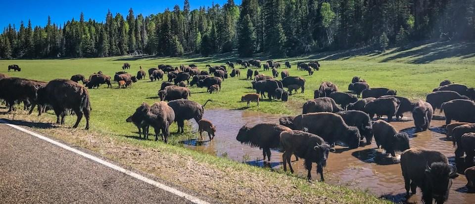Arizona officials will be working with the National Park Service to cull bison from Grand Canyon National Park's North Rim/NPS