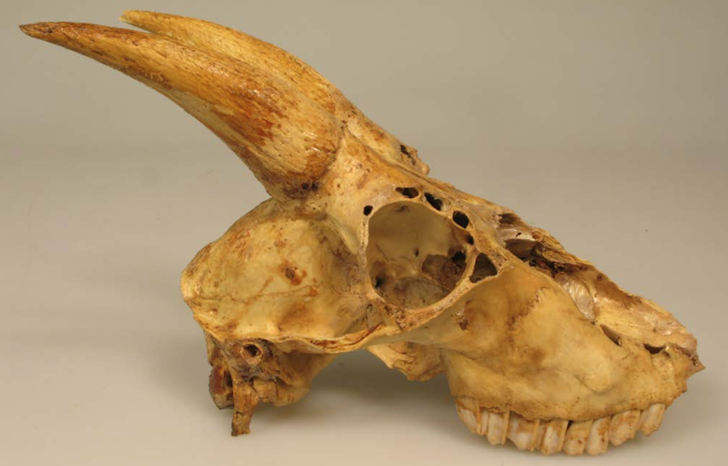 Skull from an extinct species of mountain goat that roamed Grand Canyon/NPS