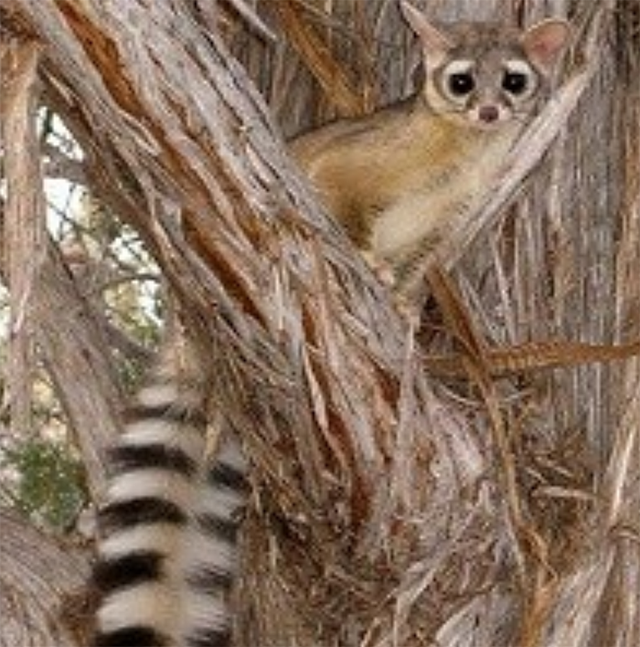 Ringtail in a tree, Grand Canyon National Park / National Park Service
