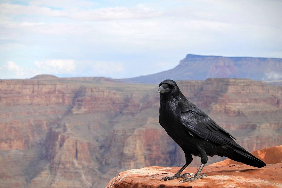 raven, grand canyon, national park, vista