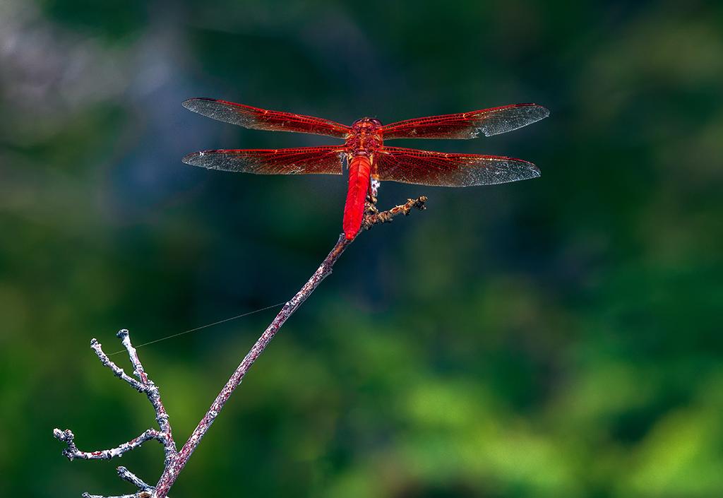 Flame Skimmer, North Rim, Grand Canyon National Park / Rebecca Latson