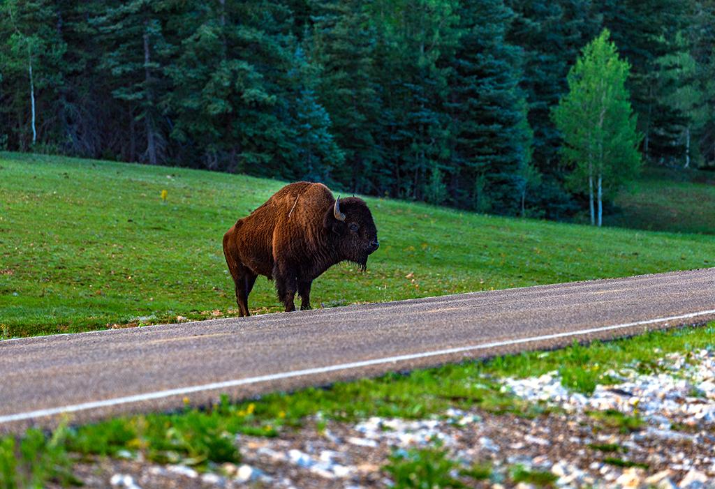 Why did the bison cross the road? North Rim, Grand Canyon National Park / Rebecca Latson