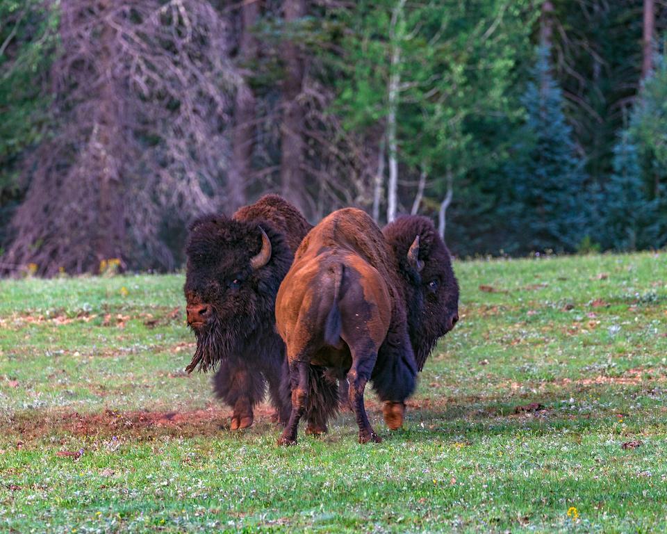 Nearly 60 bison have been shipped from Grand Canyon National Park's North Rim to tribal communities/Rebecca Latson file
