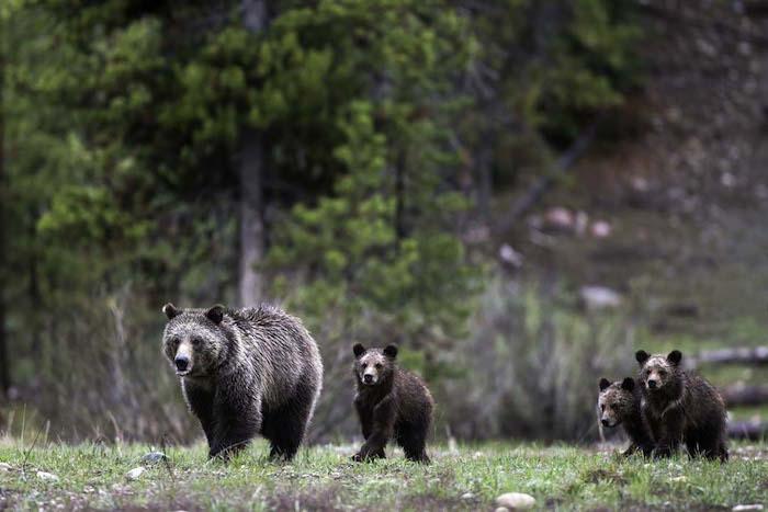 A grizzly sow and her cubs in the Greater Yellowstone Ecosystem/Daryl Hunter