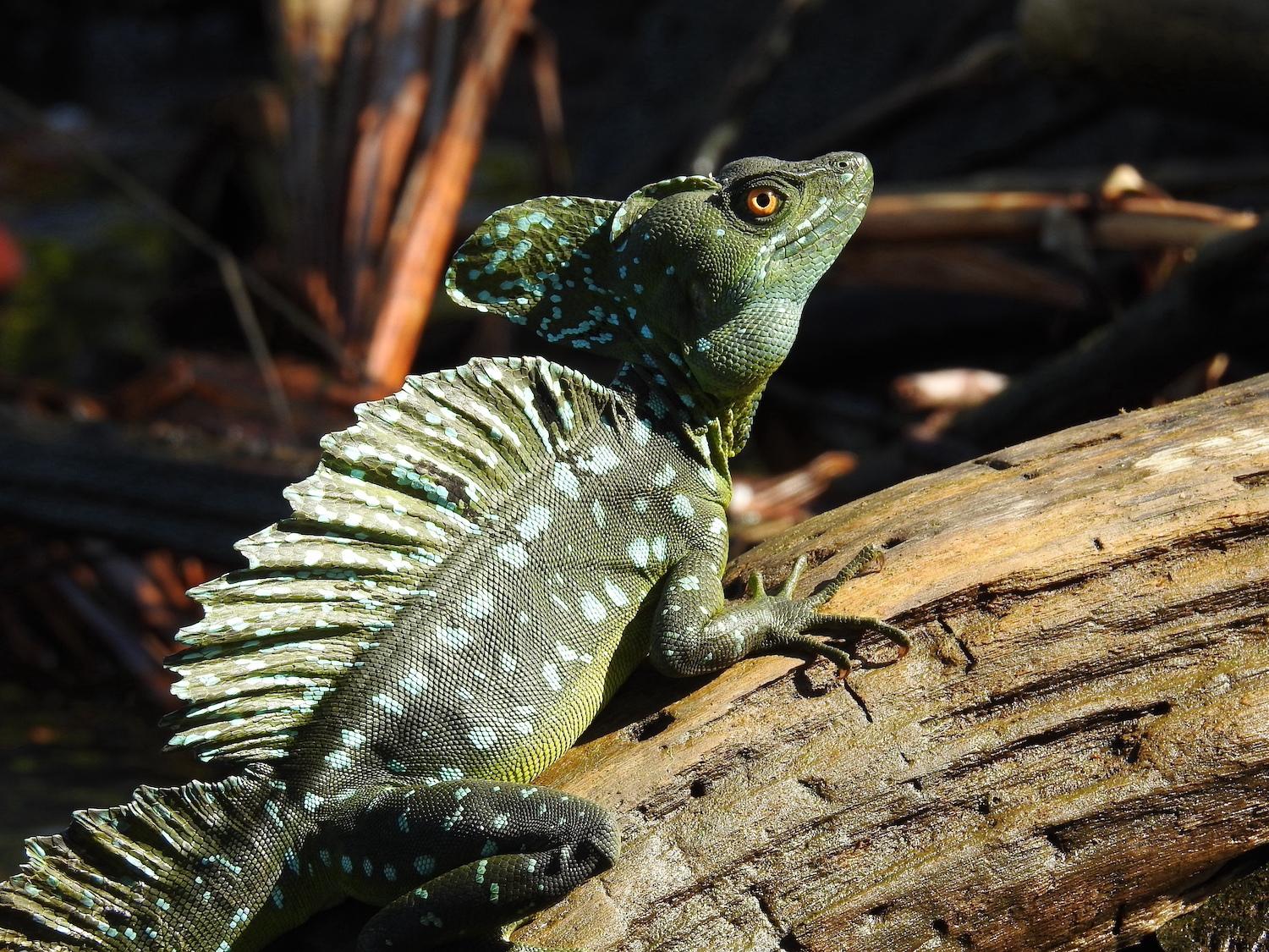 A green basilisk bathes in the sun near Pachira Lodge.