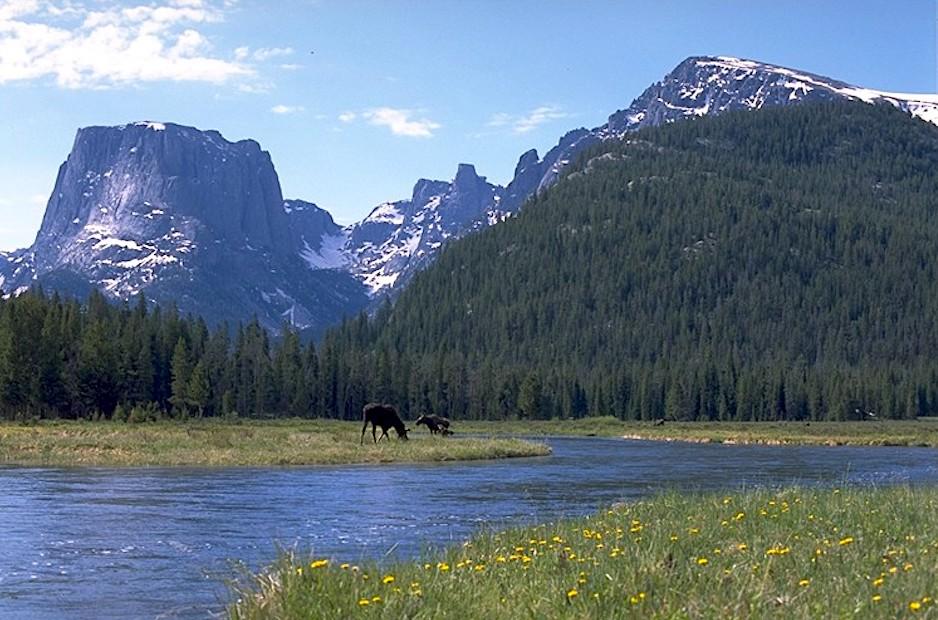 Would the Upper Green River are of the Bridger-Teton National Forest make a better national park than cattle allotment?/Kurt Repanshek file