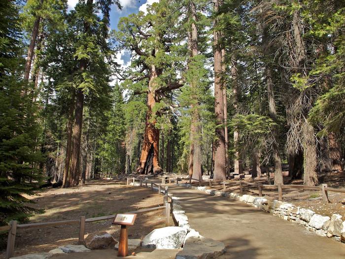 The Grizzly Giant At Mariposa Grove Of Sequoias/Josh Helling, Yosemite Conservancy