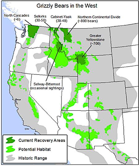 The Center for Biological Diversity believes there are many places in the West that could support grizzly bears/Center for Biological Diversity