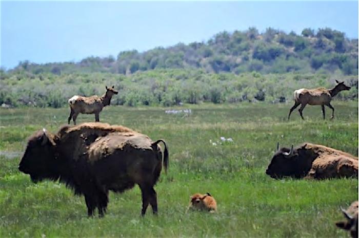 Elk and bison at Great Sand Dunes National Park and Preserve/NPS