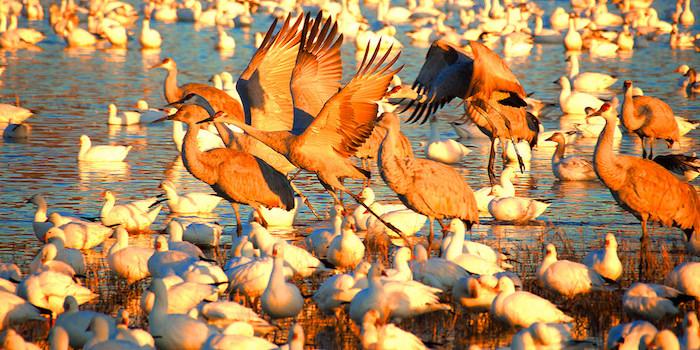Sandhill cranes and snow geese at Great Sand Dunes National Park and Preserve/NPS, Patrick Myers
