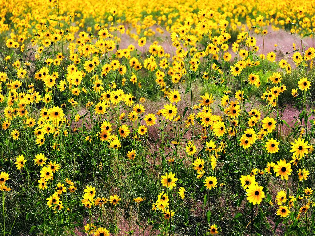 Prairie sunflowers and ring muhly grass, Great Sand Dunes National Park / NPS-Patrick Myers