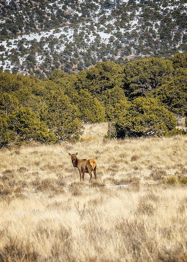 You might see one or more elk during your visit to Great Sand Dunes National Park / Rebecca Latson