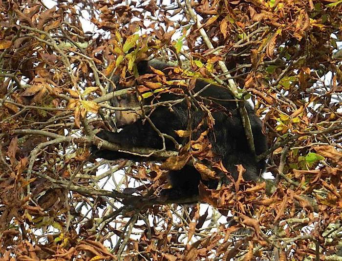Black bear in hickory tree, Great Smoky Mountains National Park