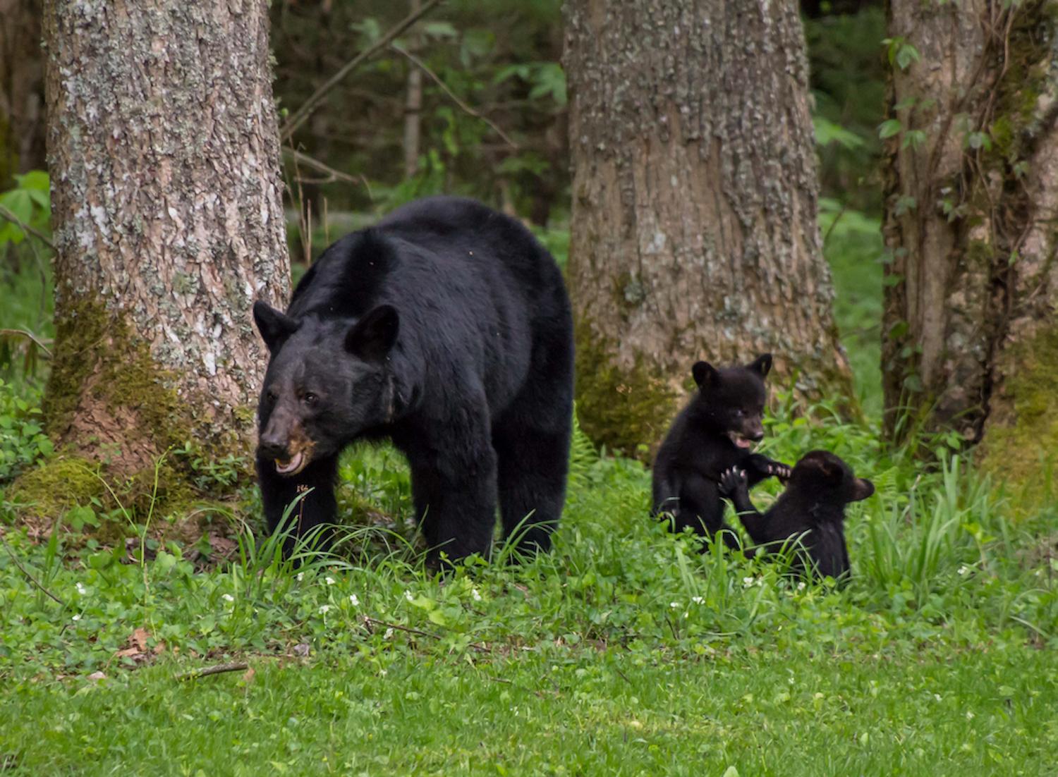 In sync with bears’ emergence, Great Smoky Mountains Association has just released a new book teaching kids the importance of bears’ natural foods and showing what can happen when bears are allowed access to the food humans eat or the scraps and trash tho