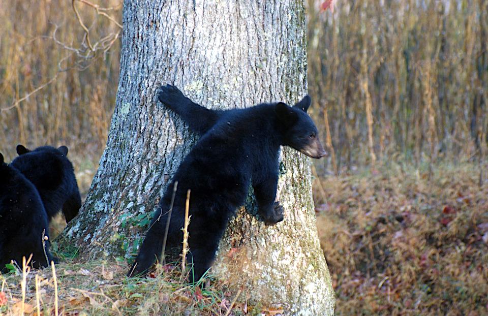 Black bear cubs in Great Smoky Mountains National Park/Sam Hobbs