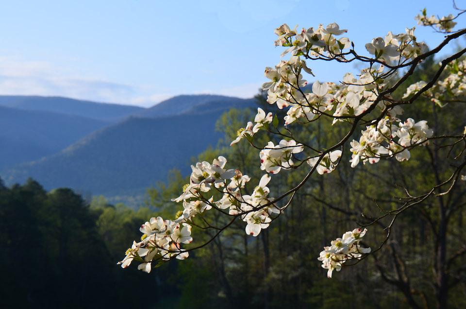 Rob Wallace, Interior's assistant secretary for Fish and Wildlife and Parks said Thursday that national parks will reopen "incrementally." As an example, Great Smoky Mountains National Park announced a limited opening May 9/NPS file