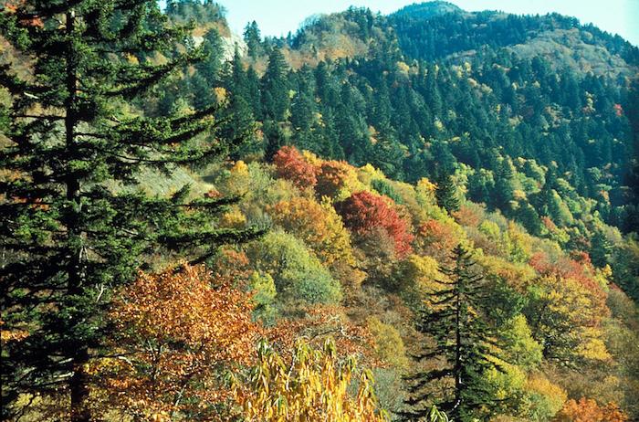 Fall colors at Great Smoky Mountains National Park/NPS