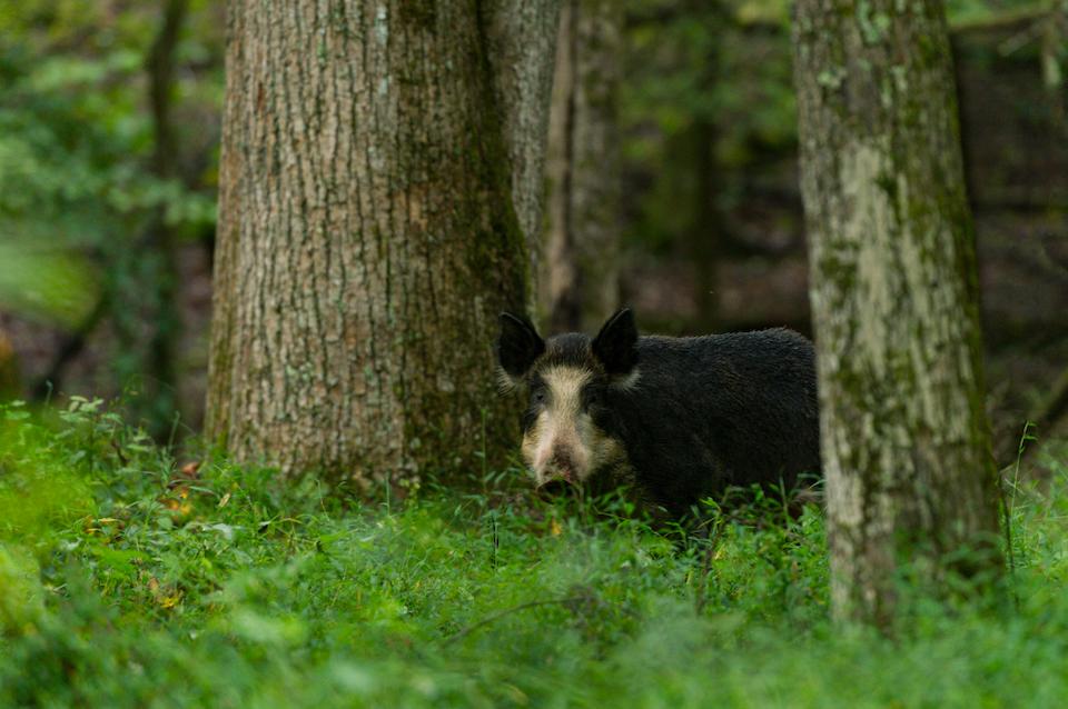 Wild hogs are a problem in a number of national parks, including Great Smoky Mountains National Park/Courtesy of Bill Lea