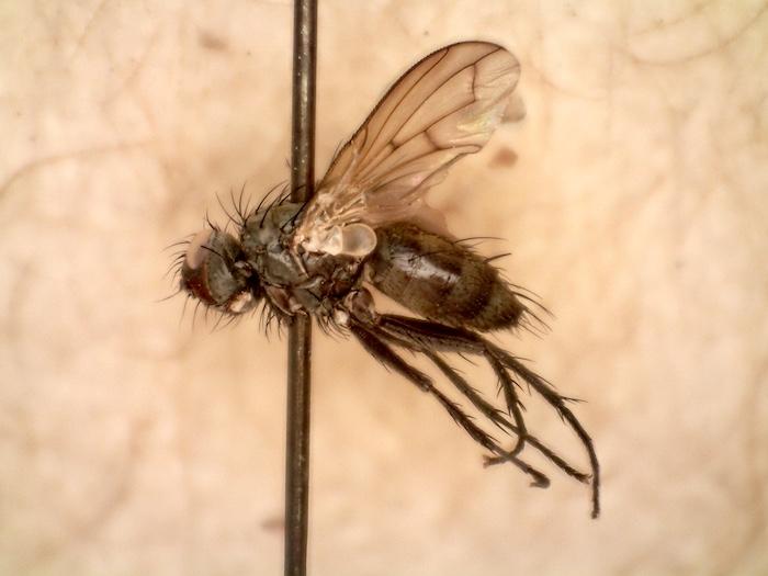 After baffling the specialists for its stubborn nonconformity to ID keys, this fly was identified as Lepidodexia hirculus, a species previously reported only in Texas, with help from the worldwide community of fly specialists/DLIA, Will Kuhn