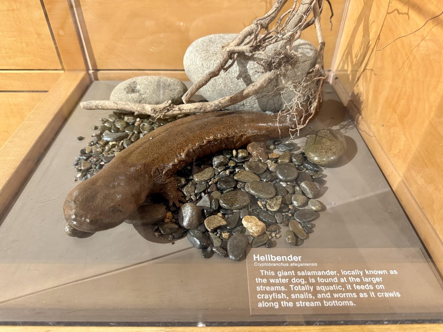 Eastern hellbenders are an aquatic salamander found in Great Smoky Mountains National Park.