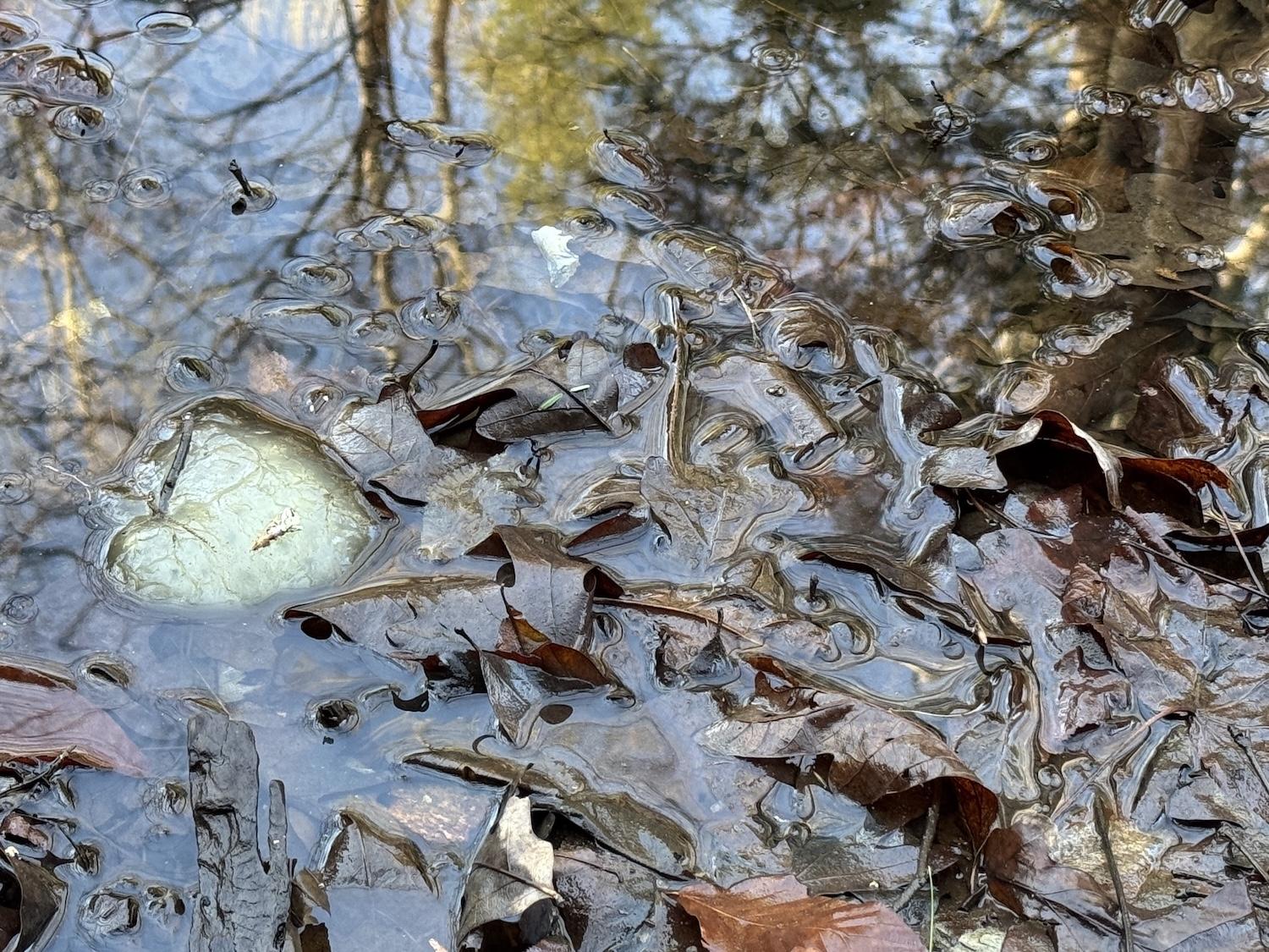 The egg mass of a spotted salamander floats in a shallow pond along Tremont Road.