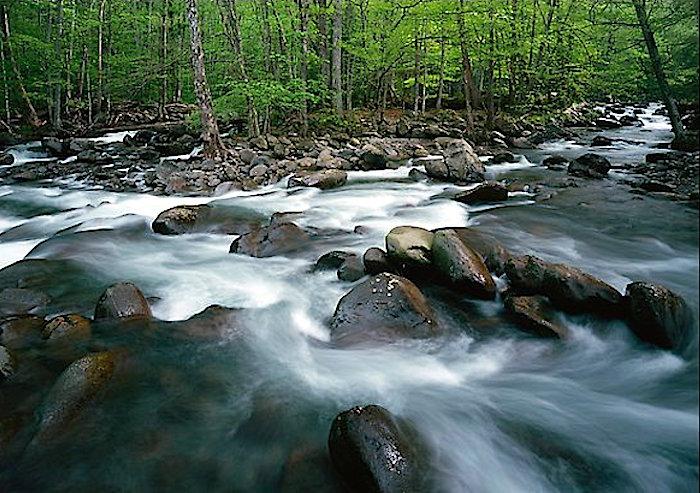 Middle Prong of the Little Pigeon River, GRSM, copyright QTLuong