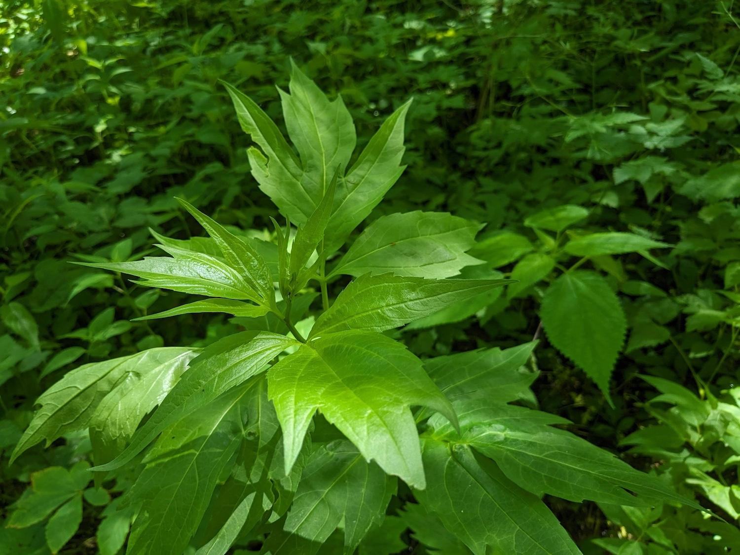 Sochan, also known as cutleaf coneflower or green-headed coneflower, is one of the first green plants to come up in the spring and has traditionally been an important source of food and nutrients for Cherokee people. Photo provided by Smokies Life, Holly Sochan, also known as cutleaf coneflower or green-headed coneflower, is one of the first green plants to come up in the spring and has traditionally been an important source of food and nutrients for Cherokee people. Photo provided by Smokies Life, Holly