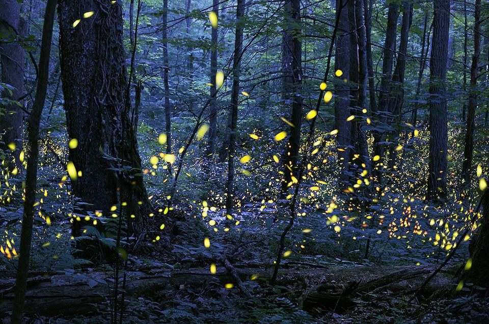 Synchronous fireflies at Great Smoky Mountains National Park/ Radim Schreiber