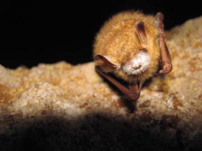 Tri-colored bat with WNS/NPS