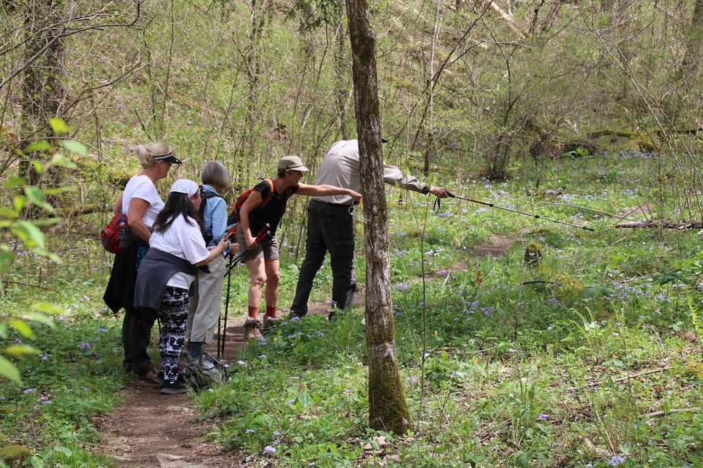 Great Smoky Mountains National Park officials will use a permit system for groups that want to view wildflowers at Whiteoak Sink/NPS