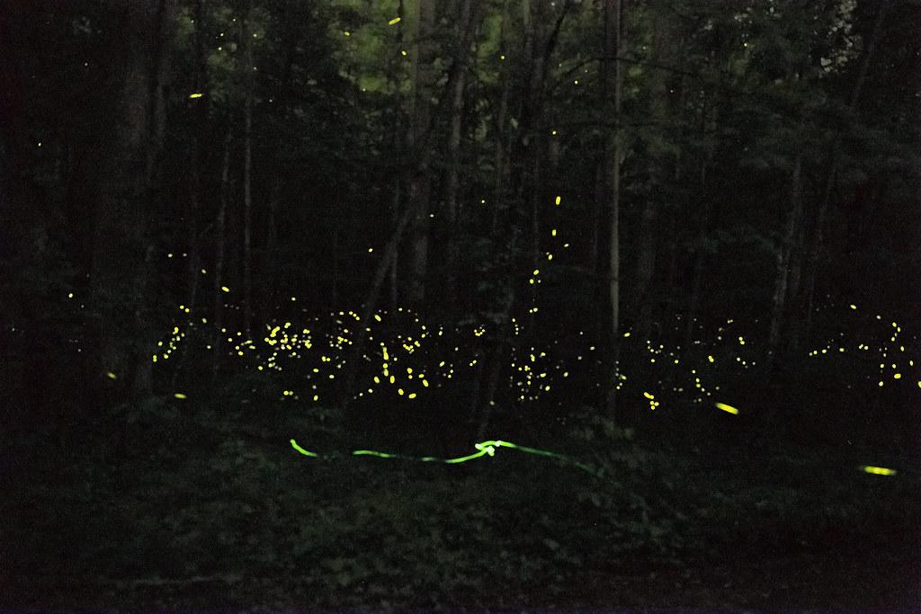 Fireflies, Great Smoky Mountains National Park / Niemand fur Polyphemus