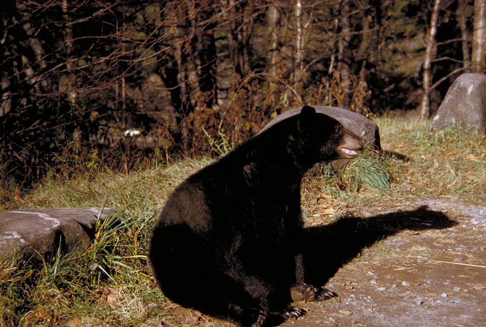 Black bear, Great Smoky Mountains National Park / NPS file