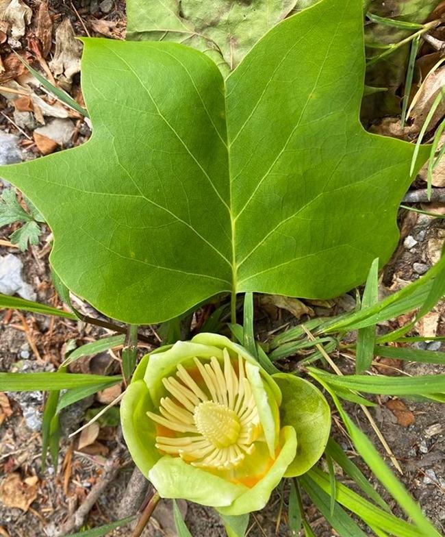 A tuliptree bloom and leaf, Great Smoky Mountains National Park / NPS