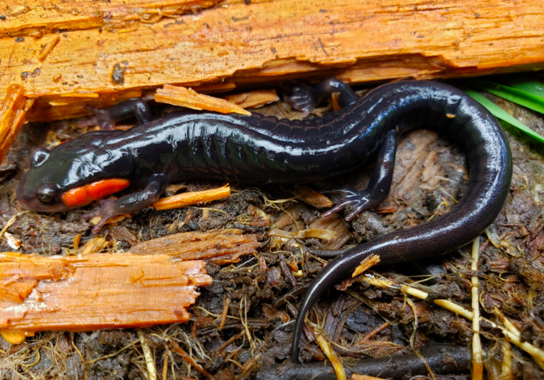 red-cheeked salamander, amphibian, national park, great smoky mountain