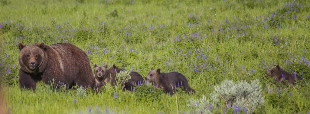 This shot of Grizzly Bear 399, who was killed Tuesday night in a vehicle collision, was captured in June 2020 by Steven P. DeVries