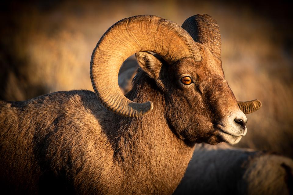 Non-native mountain goats will be removed from Grand Teton National Park to protect bighorn sheep/NPS