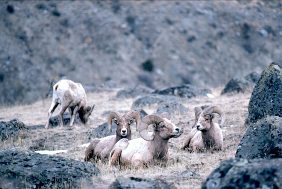 Nonnative mountain goats are to be removed from Grand Teton National Park to protect native bighorns/NPS