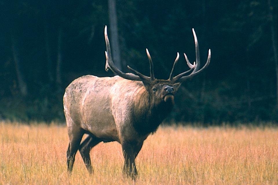 A hunt to reduce the size of the Jackson elk herd will be held in Grand Teton National Park on Saturday/NPS