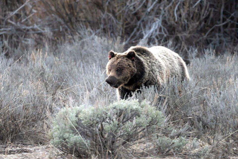 Grizzly bear at Grand Teton National Park/NPS Grizzly bear at Grand Teton National Park/NPS