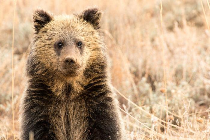 Grizzly cub, Grand Teton National Park/NPS