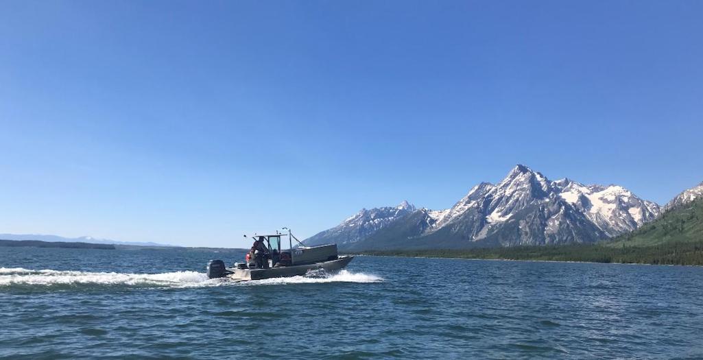 Idaho woman who left out food and garbage that a grizzly bear got into paid to have it fitted with a radio collar and boated across Jackson Lake in Grand Teton National Park/NPS file