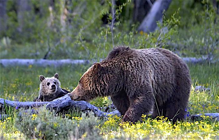 Grizzly sow and cub in Grand Teton National Park/Deby Dixon