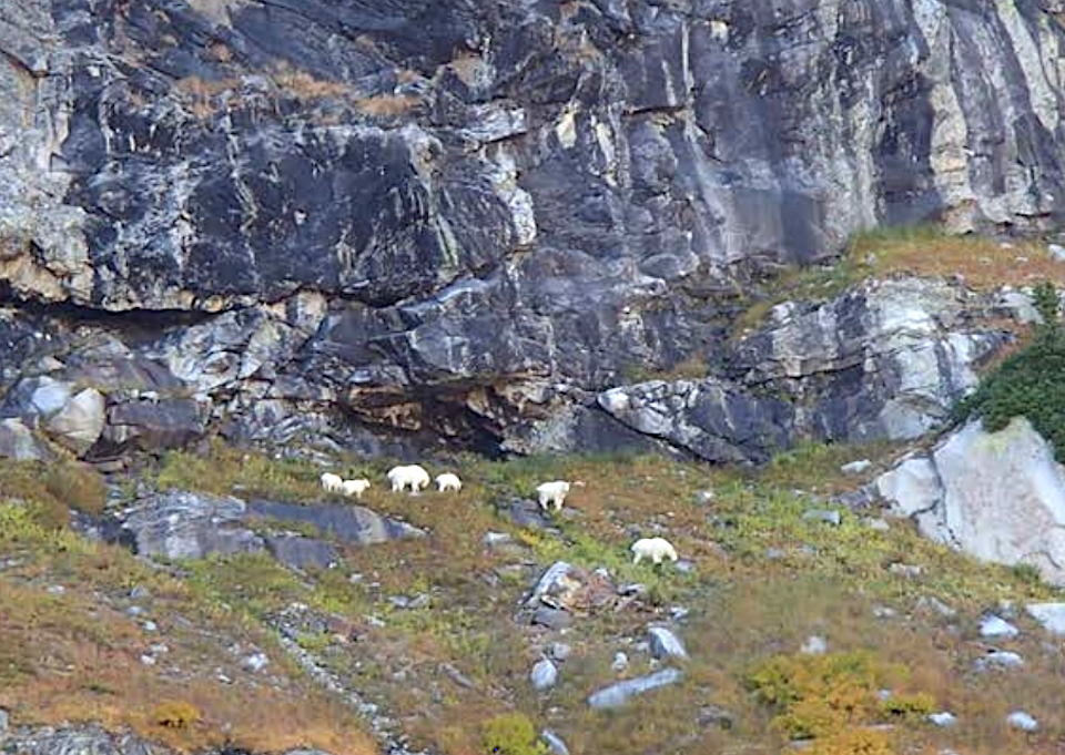 Grand Teton National Park staff want to remove nonnative mountain goats from the park/NPS